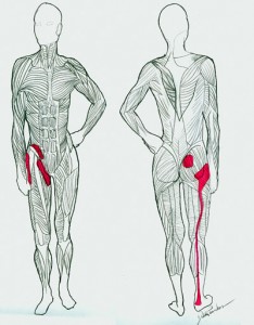 muscle-revised-234x300